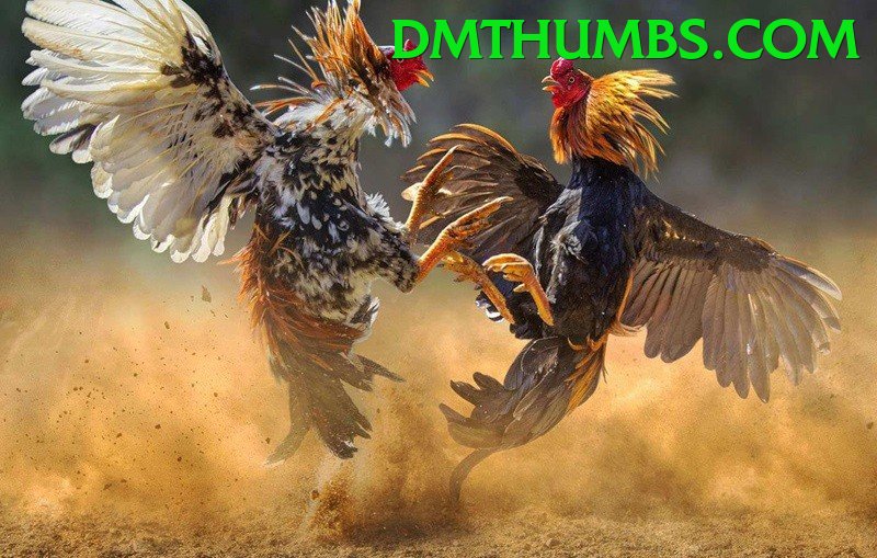 Đá Gà Trực Tiếp - so79