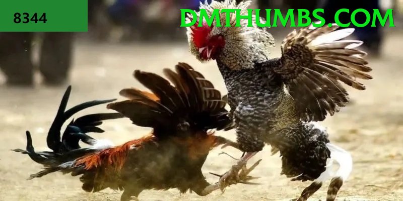 Trường Đấu Đá Gà Chuyên Nghiệp